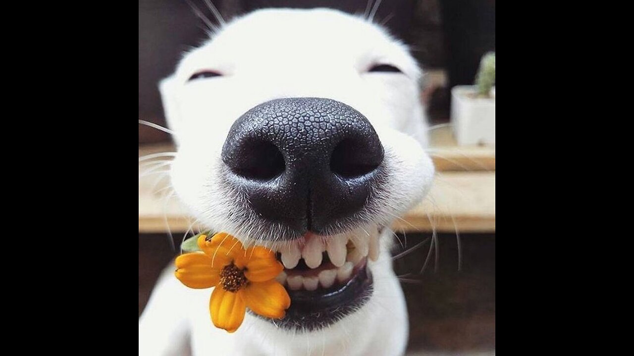 HAPPY DOG▐ TIKTOK