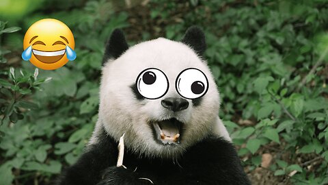 #2 Panda Funny Moment Video Compilation 2024 🐼 #pandas #funny #animals