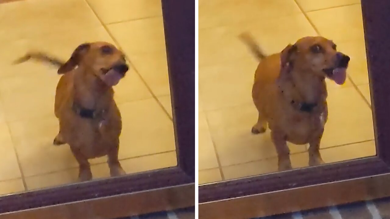 Weirdo Dachshund won't stop licking the windows