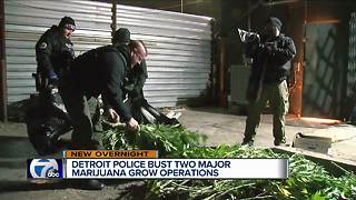 Detroit police bust two major marijuana grow operations