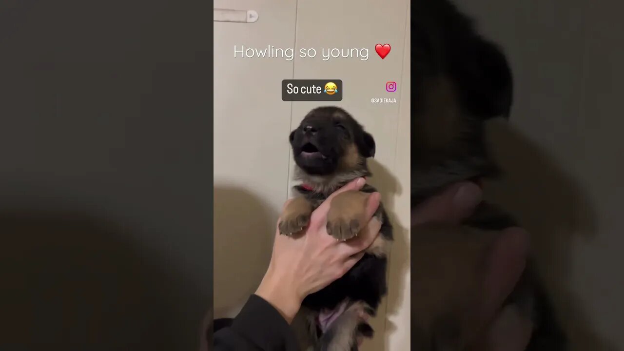 Baby puppy howling! #shorts #youtubeshorts #gsdpuppy
