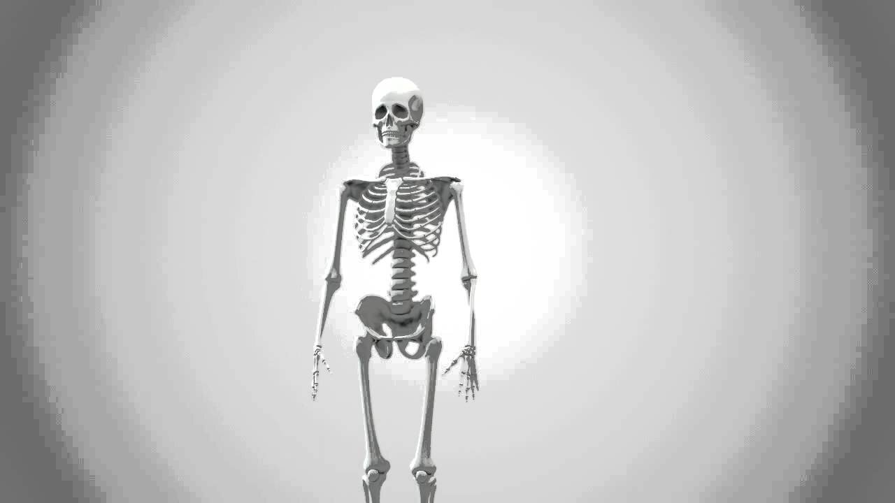 After Effects Template - 3D Skeletal Map