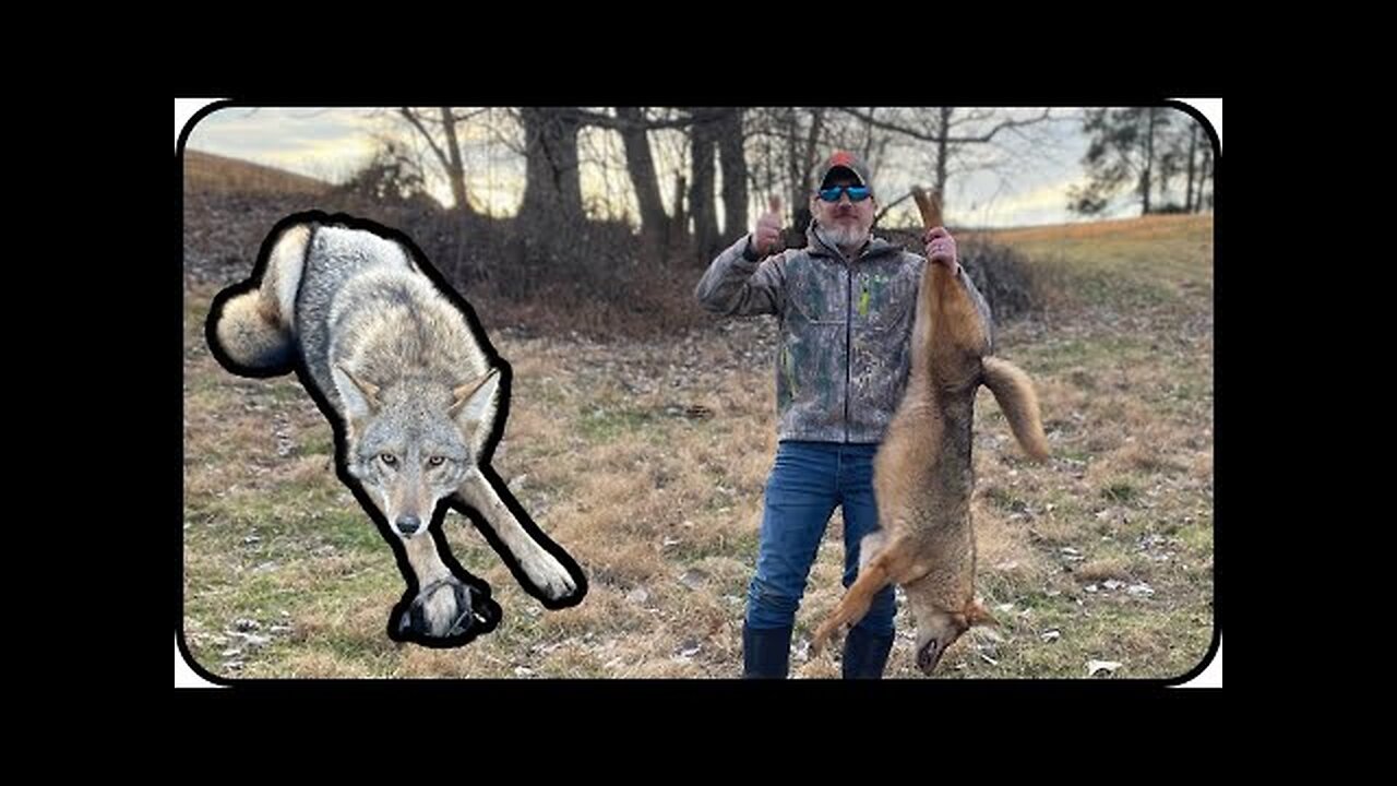 Coyote Trapping Ep.8 December 2023 #coyotes #kentucky