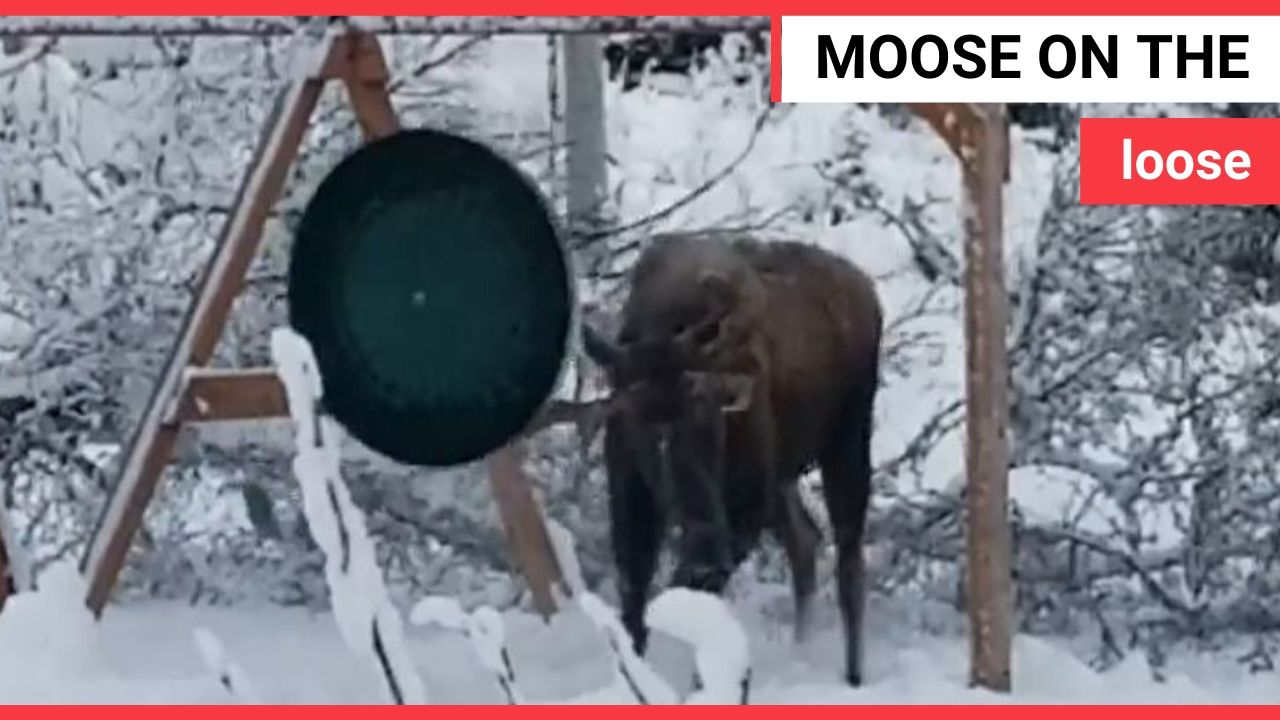 Moose picking a fight with a swing set caught on video