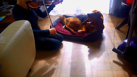 Woman plays violin lullaby for sleepy dog and cat
