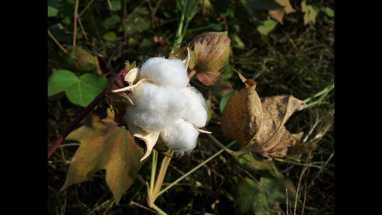 Line In The Sand For Cotton (Many Markets) Preview