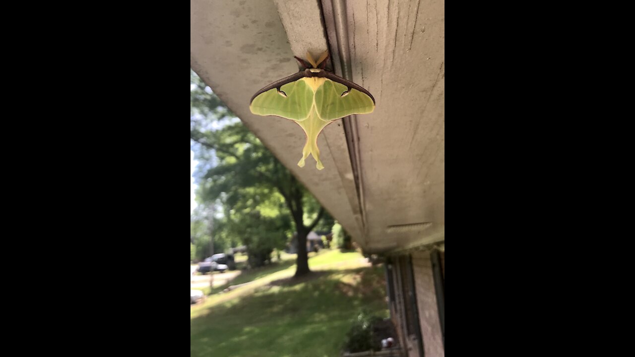 Luna moth