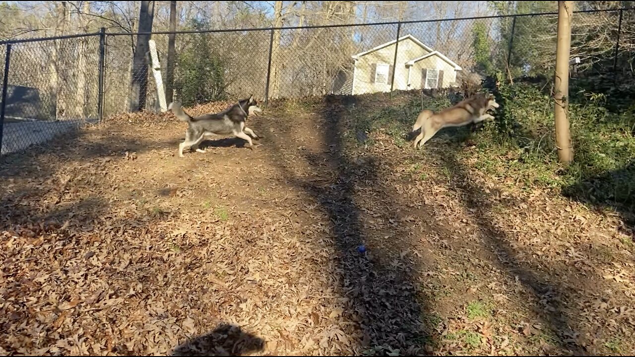 Huskies Play in the Yard