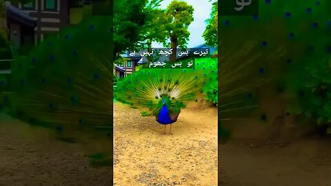 Atif Aslam | #whatsaapstatus #atifaslamsongs #birdslover