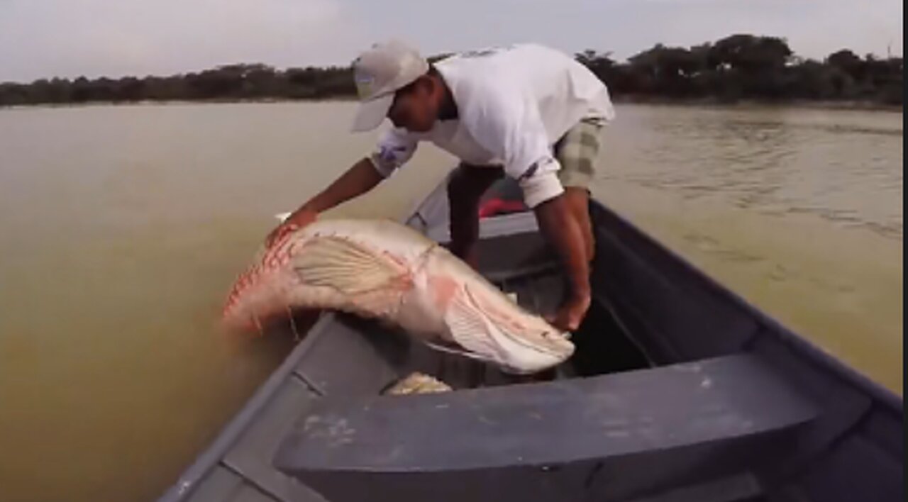 Fishermen catching 300 kilograms of fish in the river rarely see such big river fish.