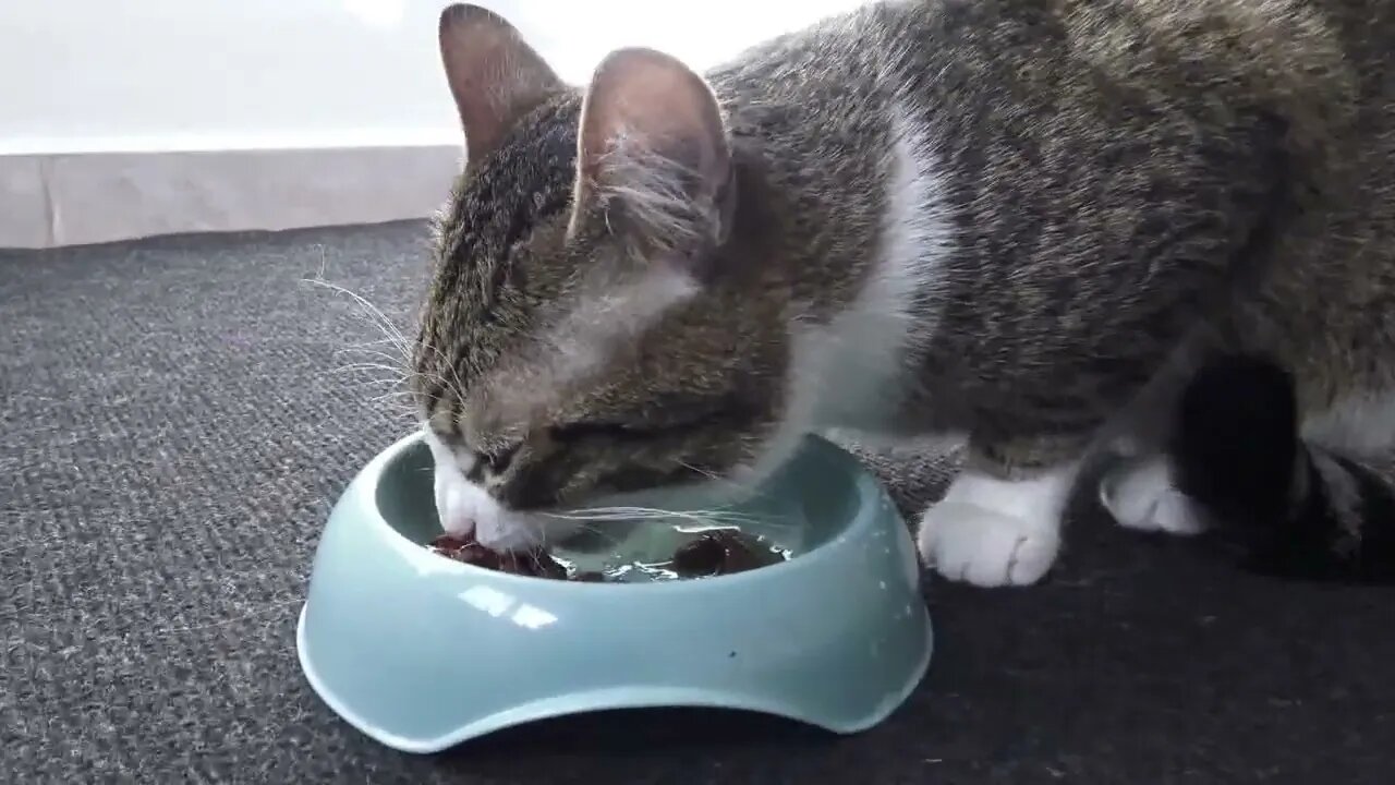 A Hungry Cat's Morning Routine, My Cat Asks for Food