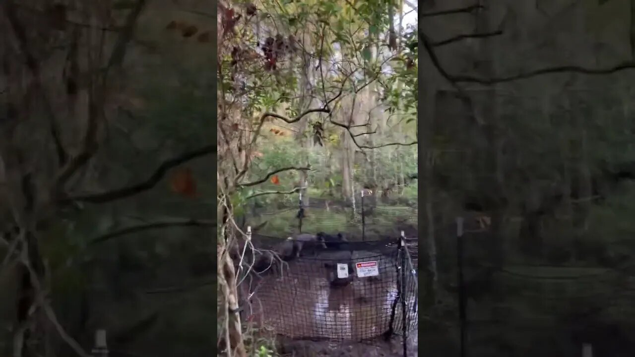 Caught a Trap Full of Hogs in the Florida Swamp! #hunting #hoghunting #trapper #shorts