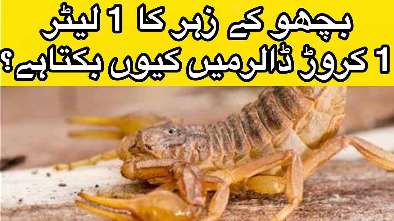 1 liter of scorpion venom sold for 1 million dollars| بچھوکالیٹر زہر 1ملین ڈالرمیں کیوں فروخت ہوتاہے