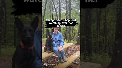 Young Dutch Shepherd chases three bears off property #dutchshepherd