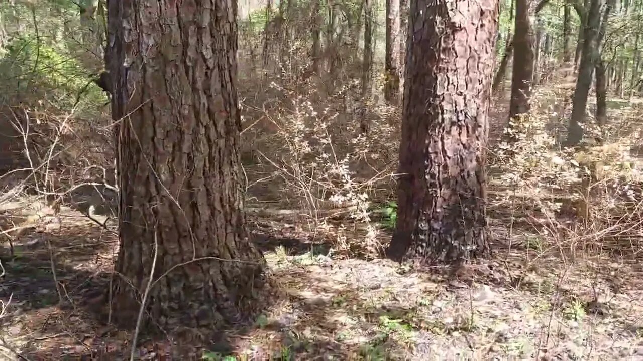 Huntsville State Park Burn scars