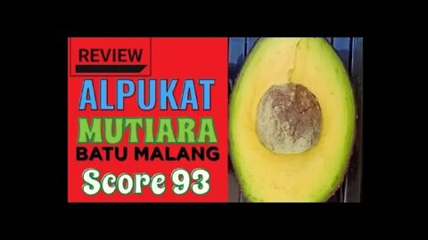 Alpukat Mutiara Super