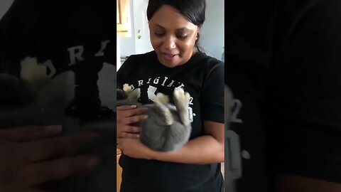 Old Rendition, new addition…bunny rabbit