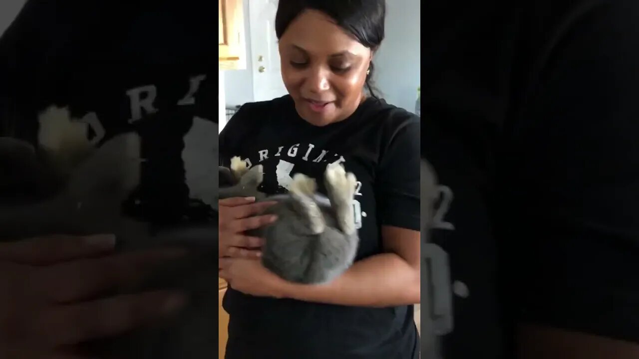 Old Rendition, new addition…bunny rabbit