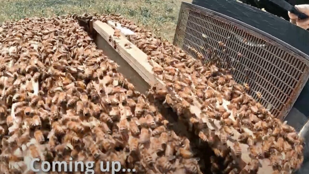 The Magic of Baby Bees & Making Fireweed Honey