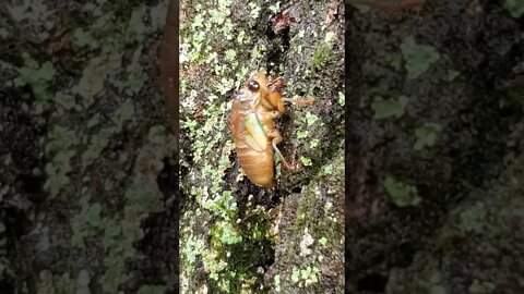 cicada getting ready to molt