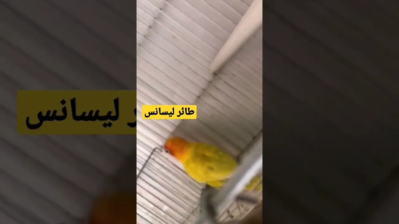 طائر ليسانس كيوت روعة