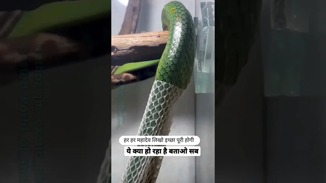 ऐसे दर्शन किस्मत वालो को नसीब होता है चैनल को subscribe 🔔 कर ले 🙏🙏 #shorts(5)