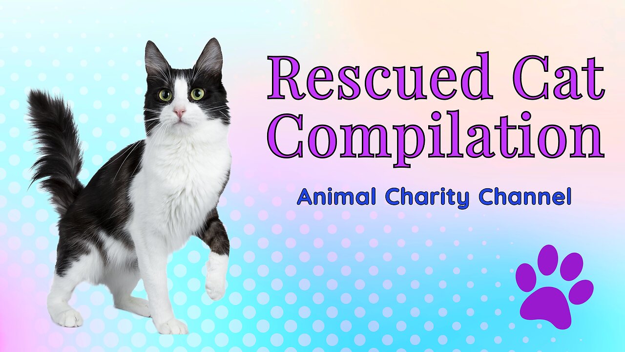 Rescue Cat Compilation N01