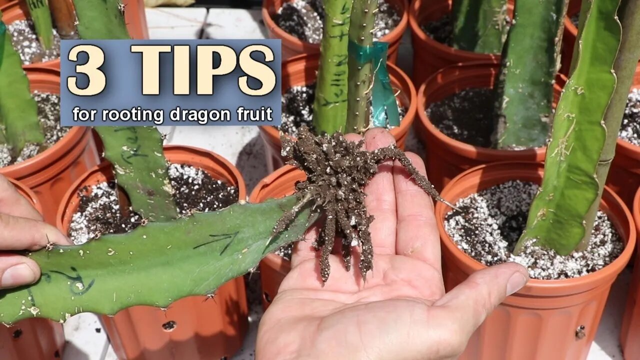 3 tips on how to soil root Dragon Fruit - 100% Success