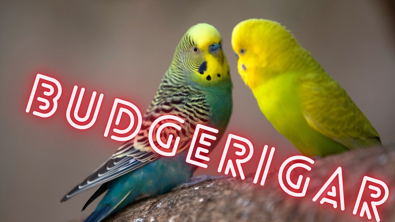 What do you know about budgerigar?