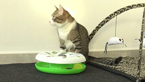 Cat Gets a New Roundabout Toy