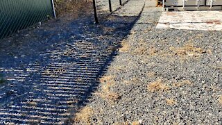 Bitcoin Mining Farm - Landscaping BTC Property, Huge Amount of Weeds, Cleanup