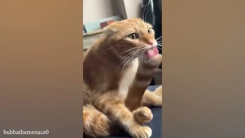 CATS you will remember and LAUGH all day! 😂Funny Cats Videos 2023