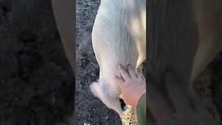 Pig greetings! #pigs #pigfarmvideo #pig #hog #hogfarming