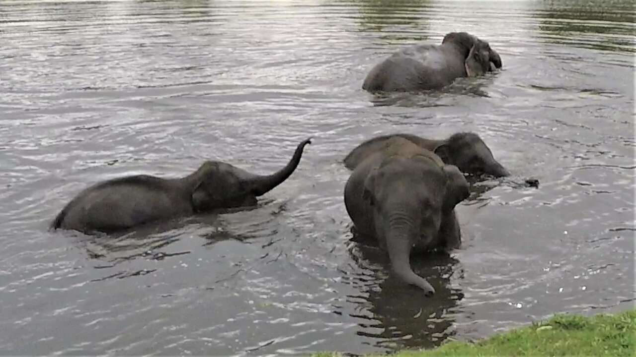 Adorable baby elephants play in the river on a hot day