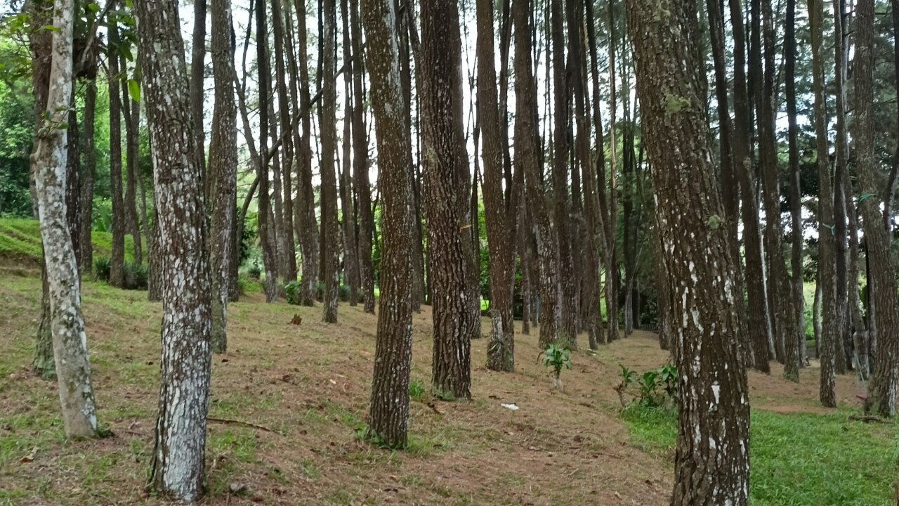 amazing pine forest