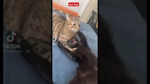 Cat fight? Who won? #shorts #cat funny videos