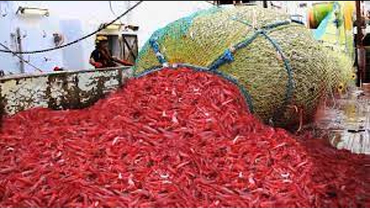 Amazing Shrimp Fishing Video - Catch Hundreds Tons Shrimp With Modern Vessel - Shrimp processing