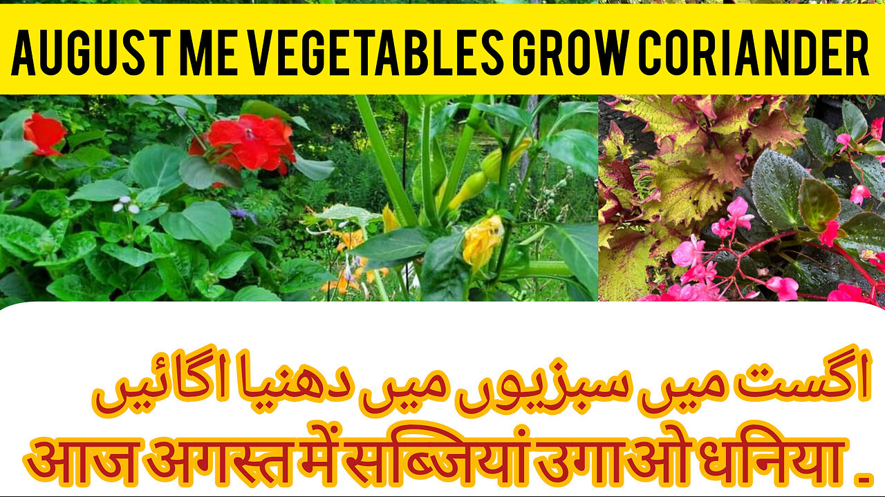 AAJ MERE AUGUST ME VEGETABLE GROW CORIANDER KA BEST TARIQA