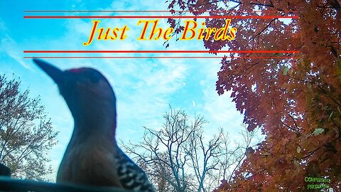 Just The Birds - Bird Cam 2