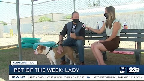 Pet of the Week: Lady