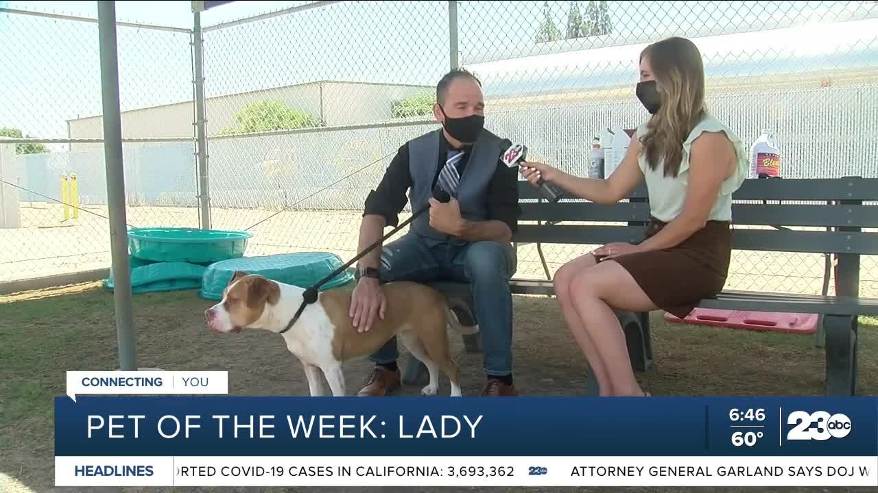 Pet of the Week: Lady