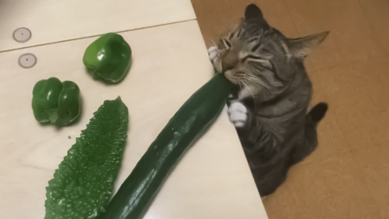 The best and funnest cat compalition video