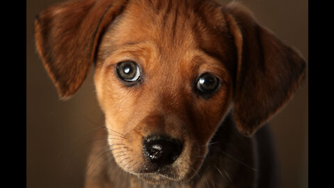 Golden Retriever Meets Puppies for the First Time