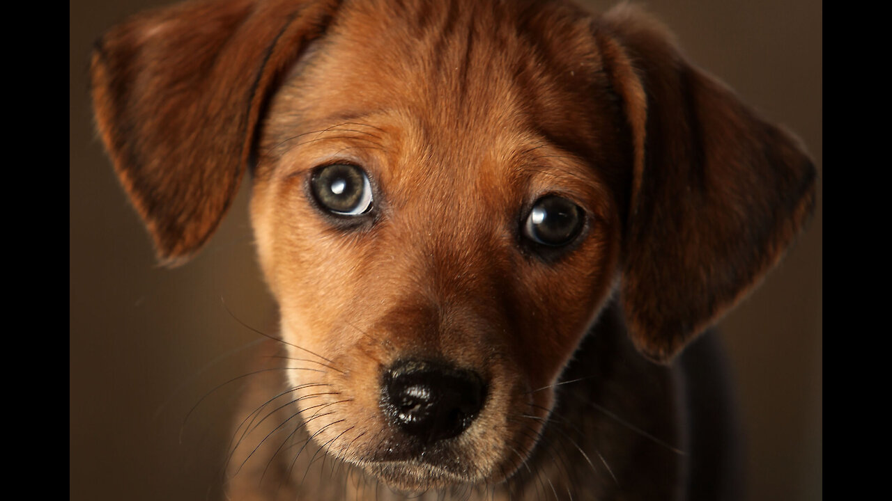 Golden Retriever Meets Puppies for the First Time