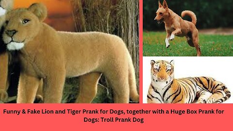 Troll-prank Funny dog with fake lion and tiger