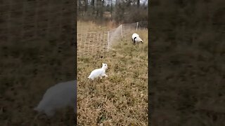 Footloose Lamb! #shorts #music #farming #animals #homesteading