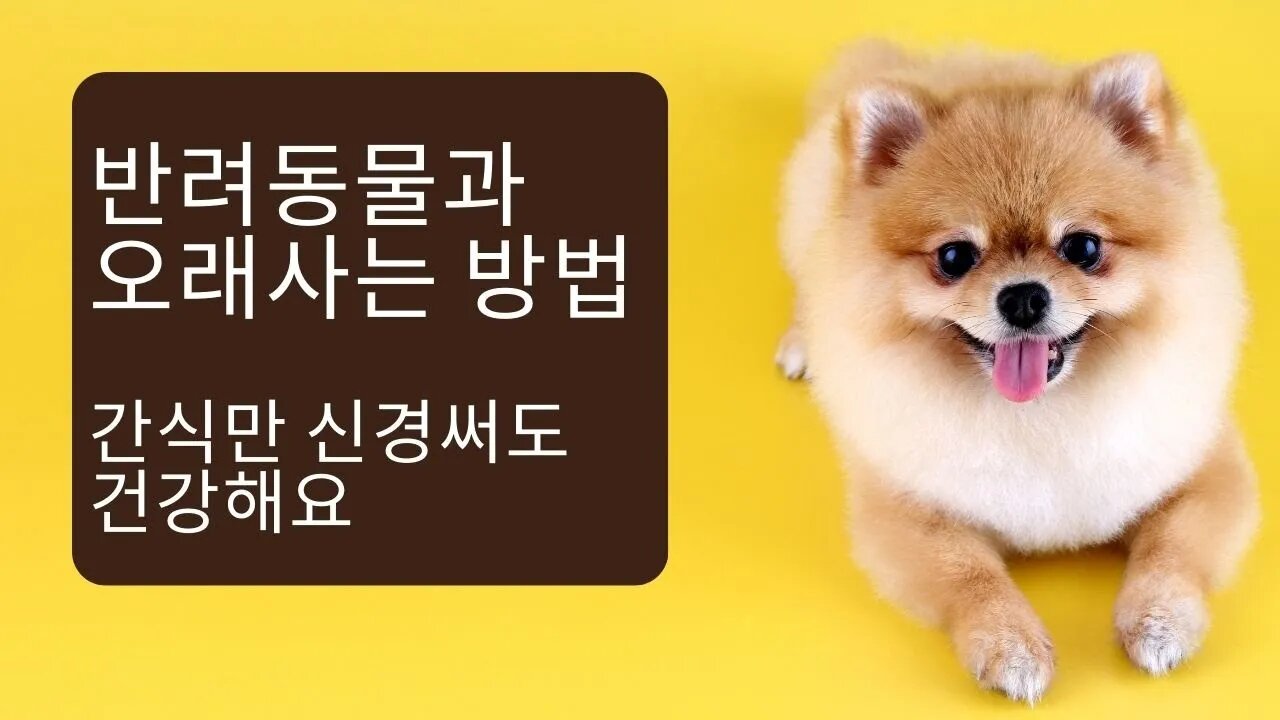 "간식의 함정: 과도한 급여가 당신의 강아지의 건강에 미치는 영향"