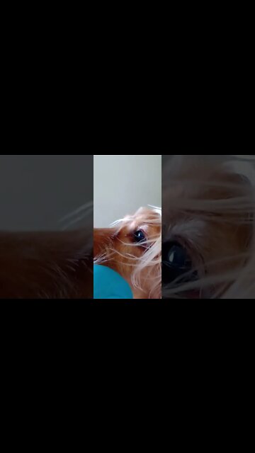 #dogshow , #animals , #dogs , #shorts