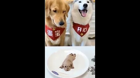 Funny dog compilation