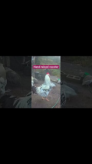 Farm cam. Hand raised rooster ❤️